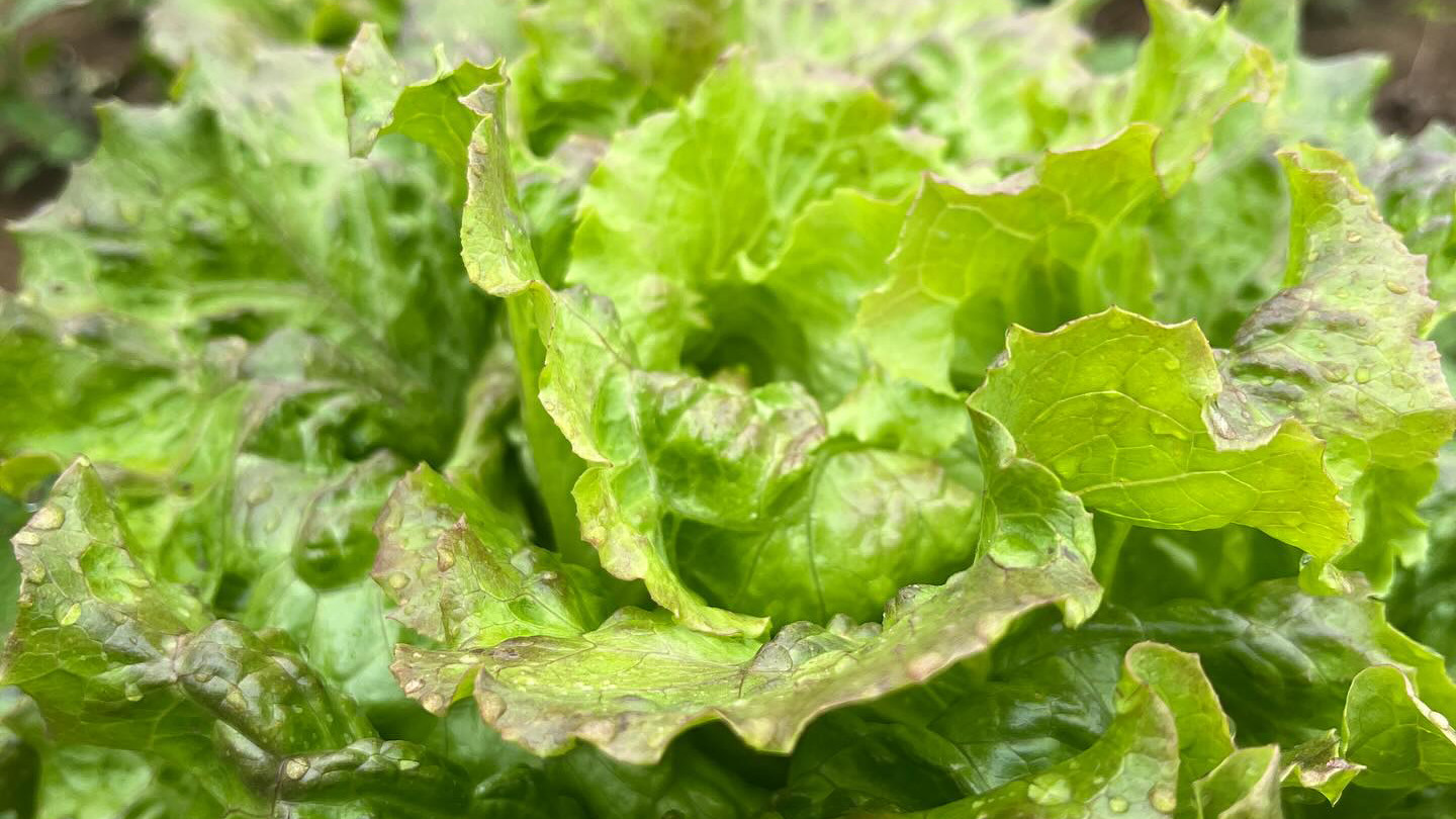 Batavian lettuce
