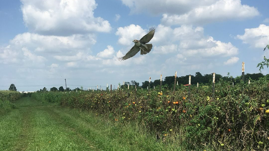 A bird flies over the fields