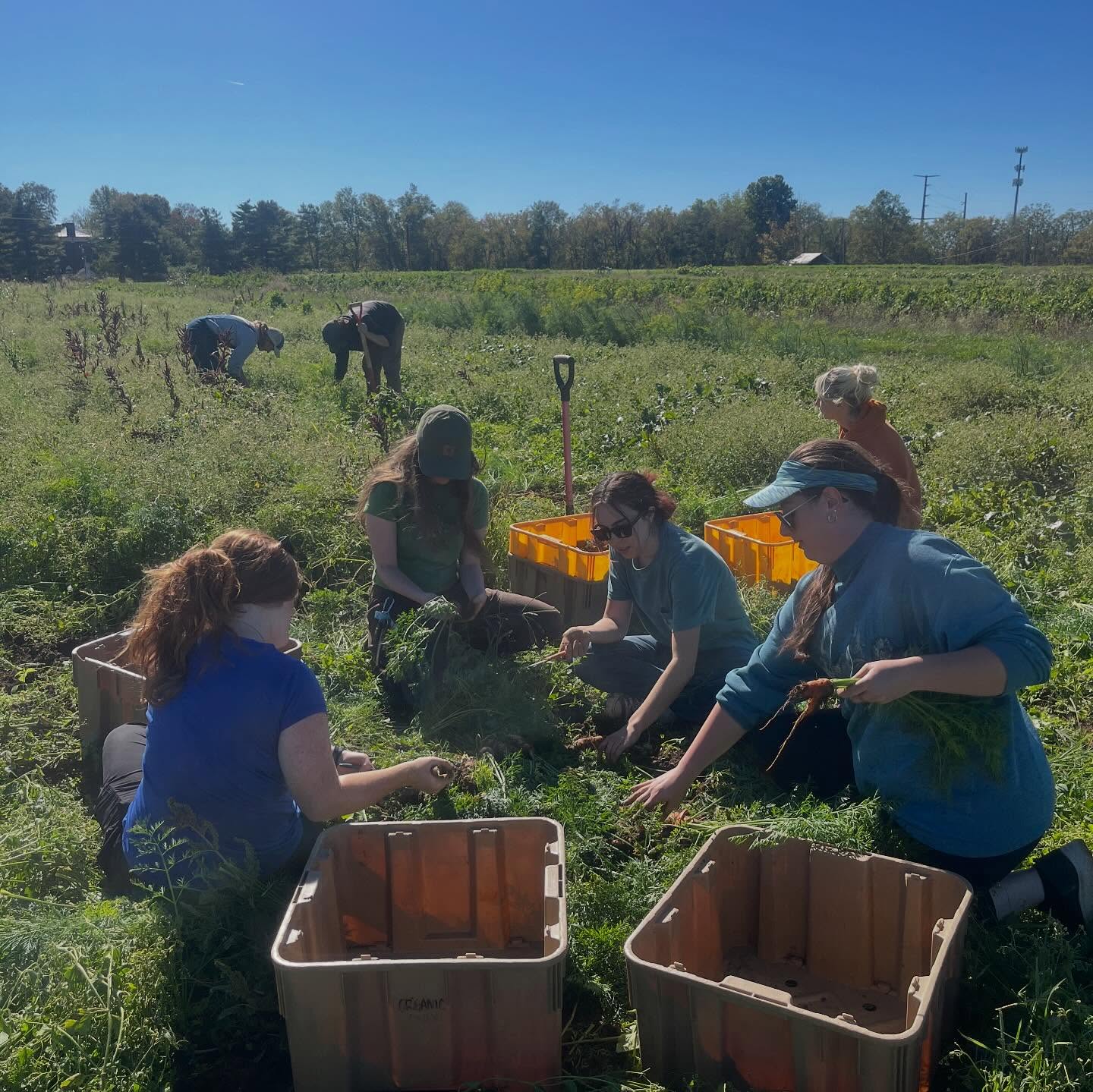 Apprentices harvest carrots in the field