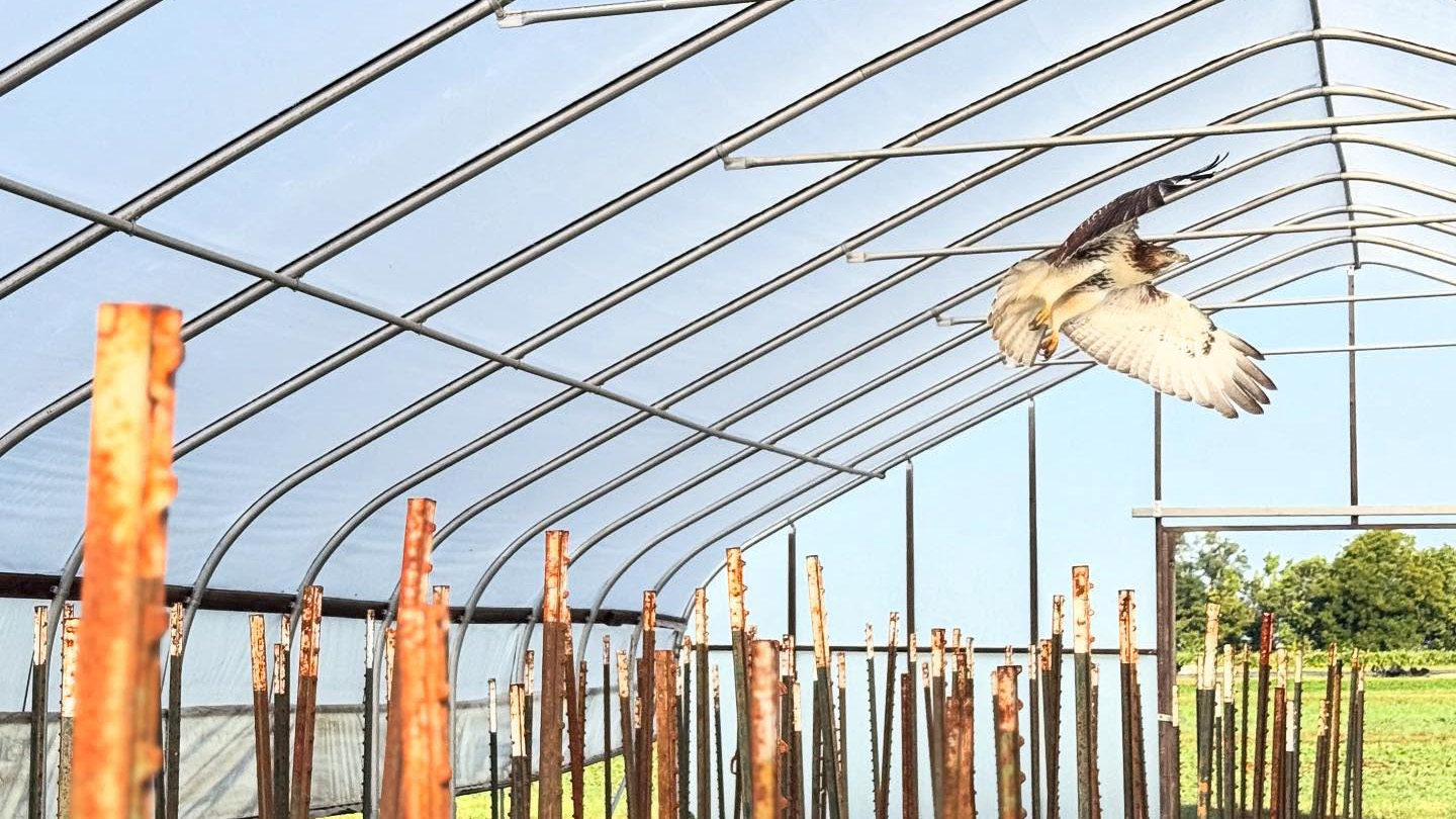 A hawk flies through the pepper tunnel