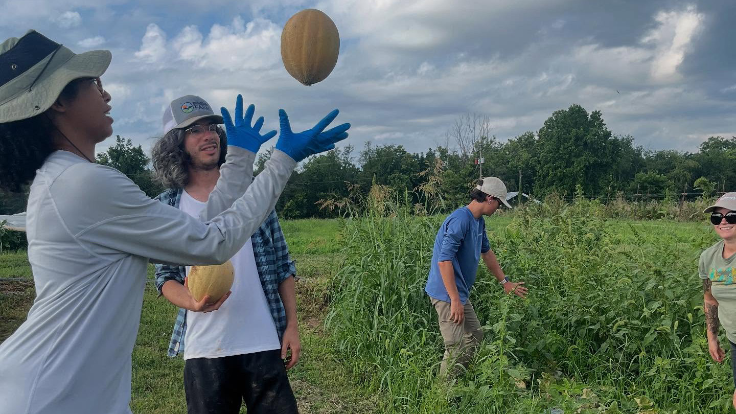 A worker catches a cantaloupe in the air