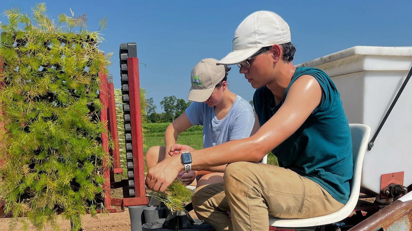Planting in the heat