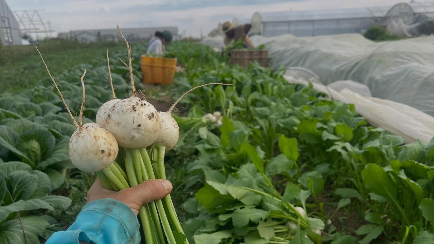 Turnips freshly picked