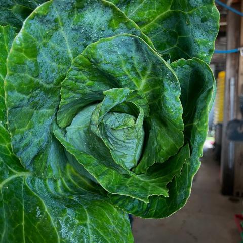 Cabbage leaves