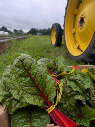 Harvested chard