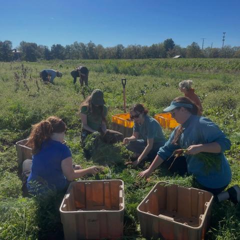 Apprentices harvest carrots in the field