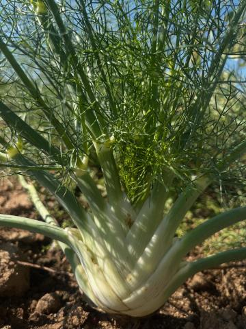Fennel plant