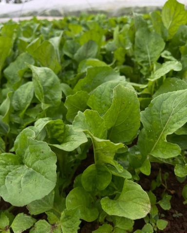 Greens in the field to be cut