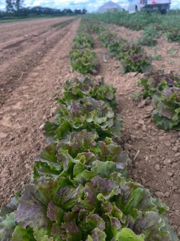 Lettuce heads grow in a line