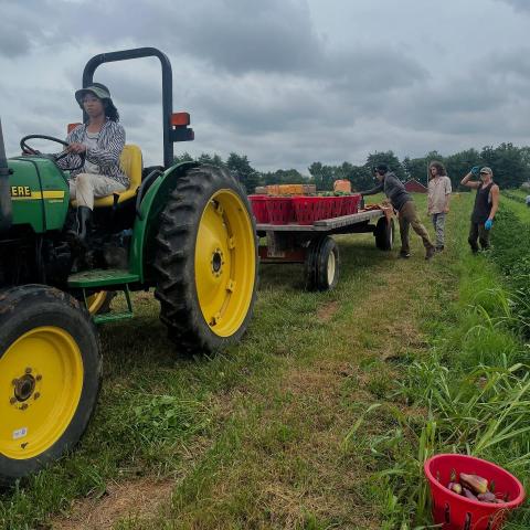 Workers harvest peppers on a tractor