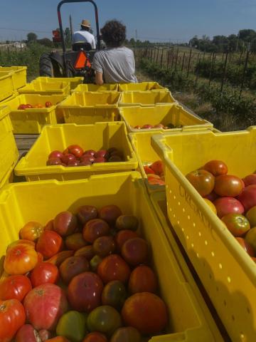 Tomatoes in boxes on a cart