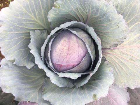 Cabbage head