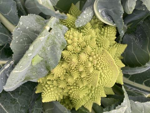 Cauliflower
