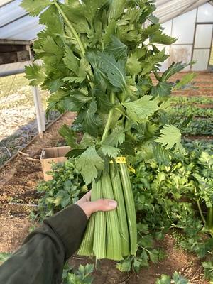 A hand holds a bunch of celery