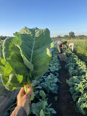 A hand holds a bunch of collards