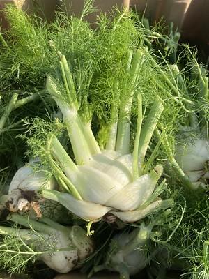 Fennel bulbs
