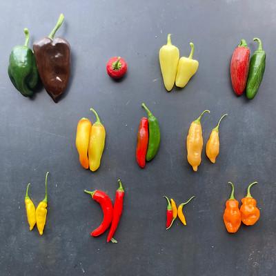 Different varieties of hot peppers on a table