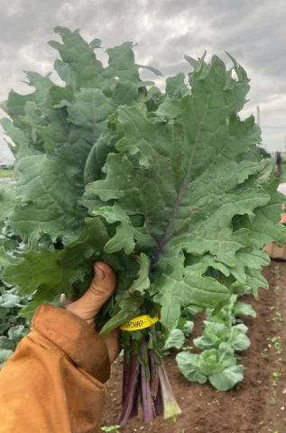 A hand holds a bunch of kale