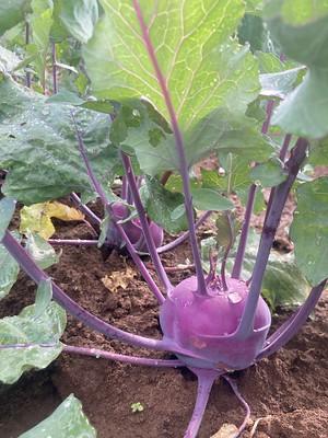 A kohlrabi plant