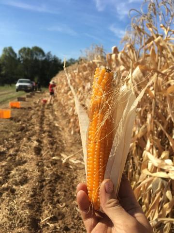 A hand holds an ear of popcorn in the field