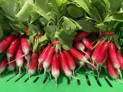 Bunches of radishes