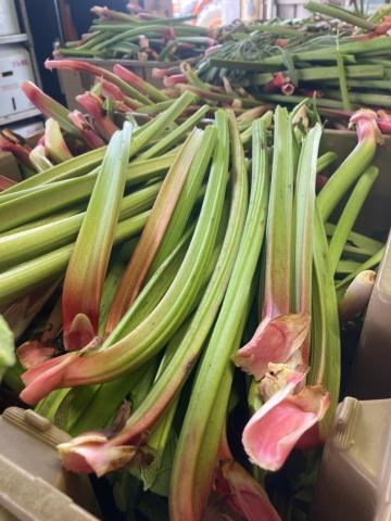 A pile of rhubarb stalks