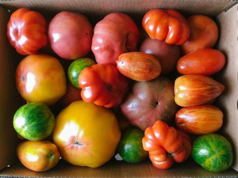 Tomatoes in a box