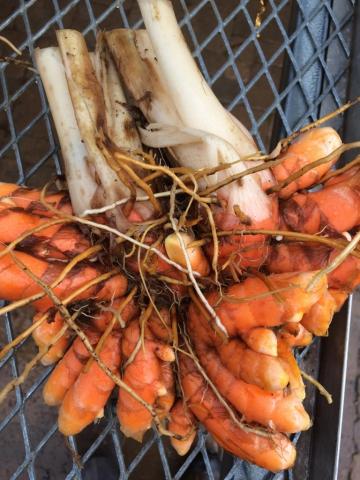 Turmeric root