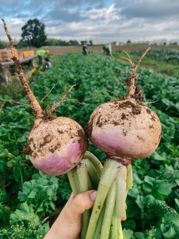 A hand holds two turnips in a field